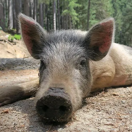 Saint Cyprien Apartamento