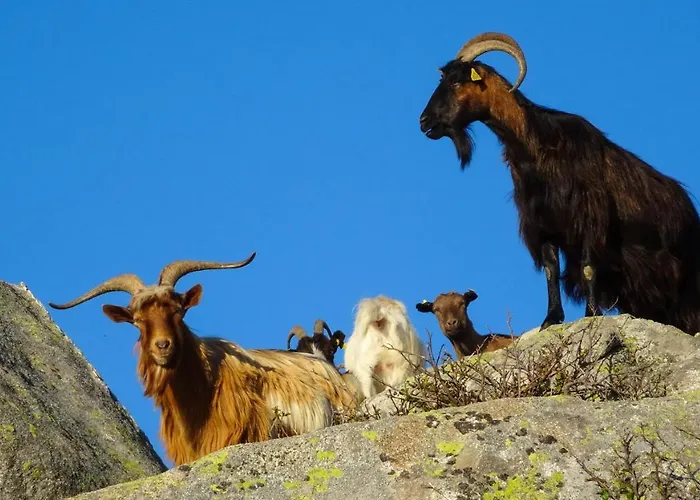 Saint Cyprien Apartment