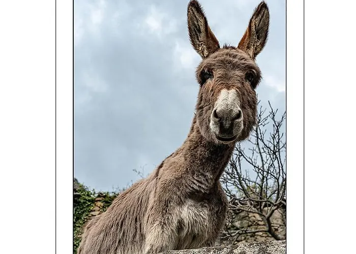 Apartment Saint Cyprien Porto-Vecchio (Corsica)