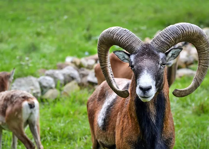 Résidence Saint Cyprien