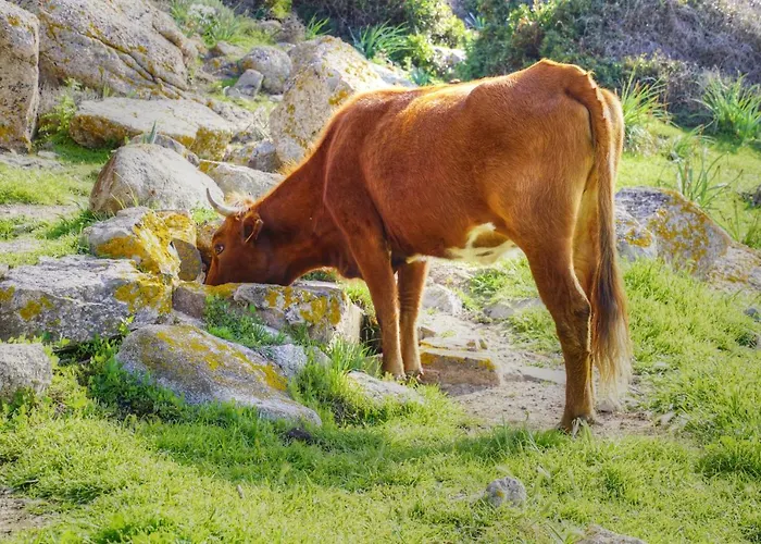 Résidence Saint Cyprien * Porto Vecchio